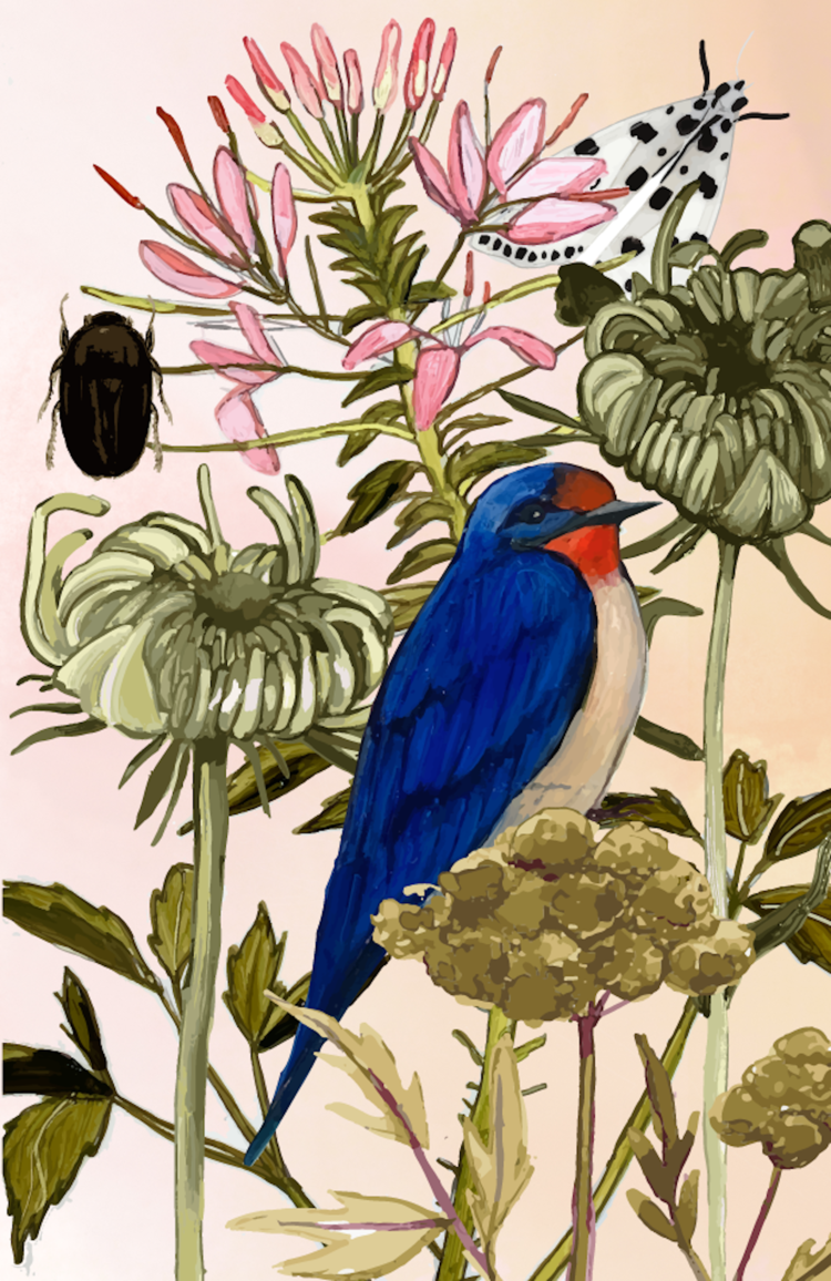 Thumbnail: Moth, Beetle, Bird Card | Briana Corr Scott