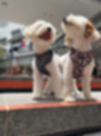 Thumbnail: THE CUSTOMER EASY-ON HARNESS