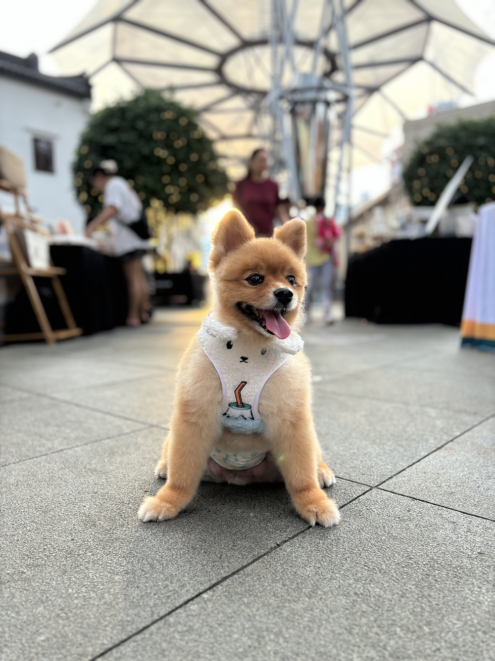 Thumbnail: FUJI TEA ADJUSTABLE HARNESS