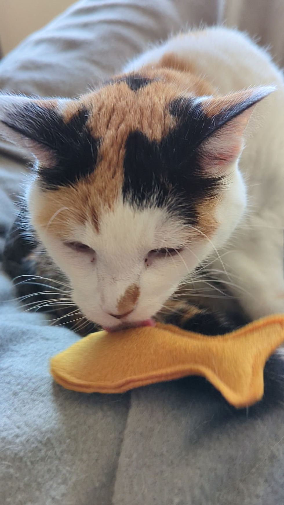 Thumbnail: Felt Goldfish