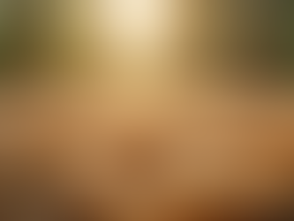 The Secret Behind Kerala’s Premium Cashew W210 Quality