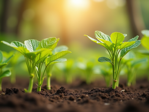 Golden Heritage of Kerala Turmeric: From Fertile Roots to Vibrant Powder