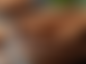 The Magic of Cinnamon Sticks: Unveiling Kerala's Spice Treasure At Spice Storry By Daay Spices