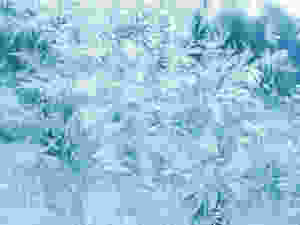 Dettaglio di fiocchi di neve