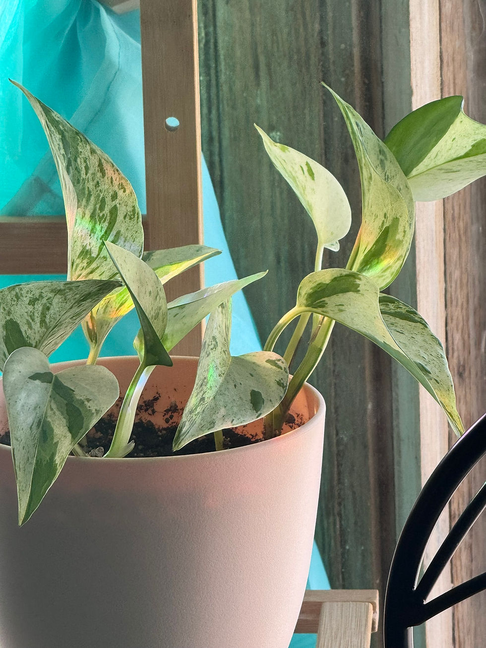 Marble Queen pothos with rainbow lighting
