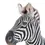 Thumbnail: Zebra Study Print
