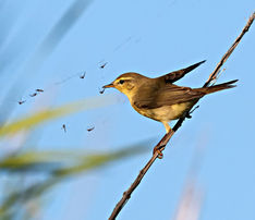 Phylloscopus trochilus