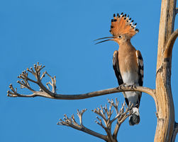 Upupa epops