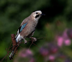 Garrulus glandarius atricapillus