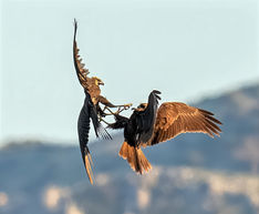 Circus aeruginosus