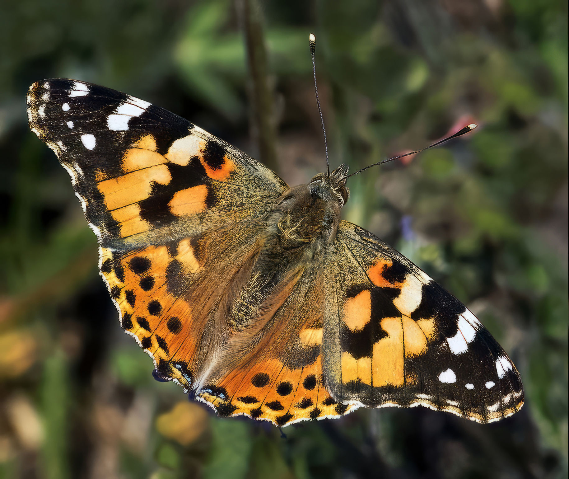 Vanessa cardui