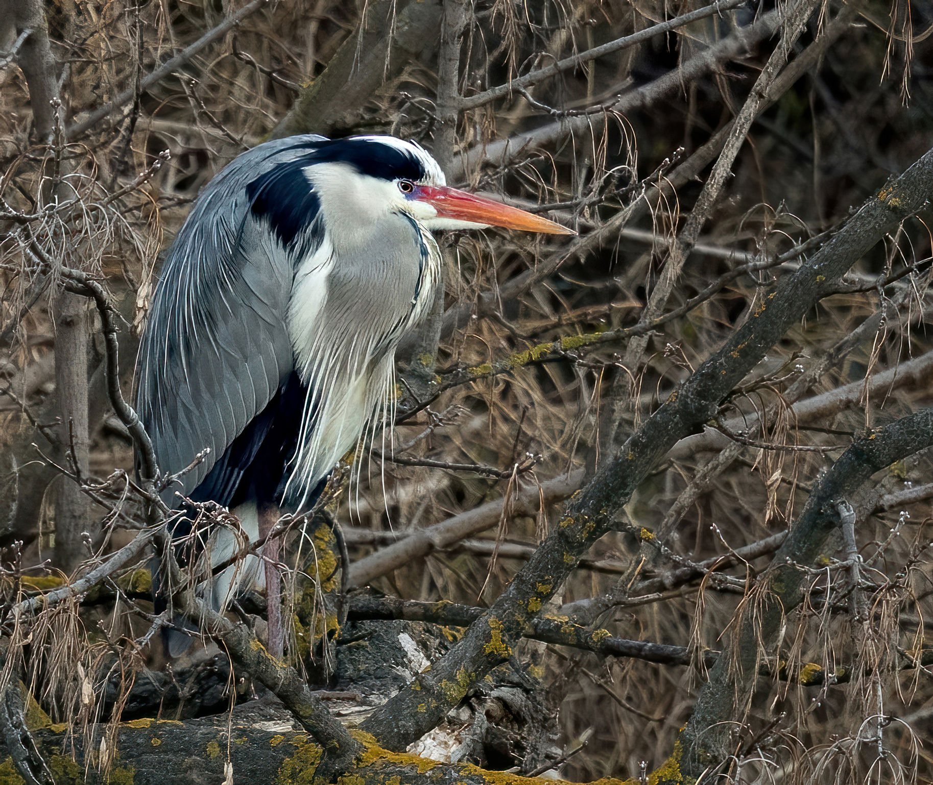 Ardea cinerea