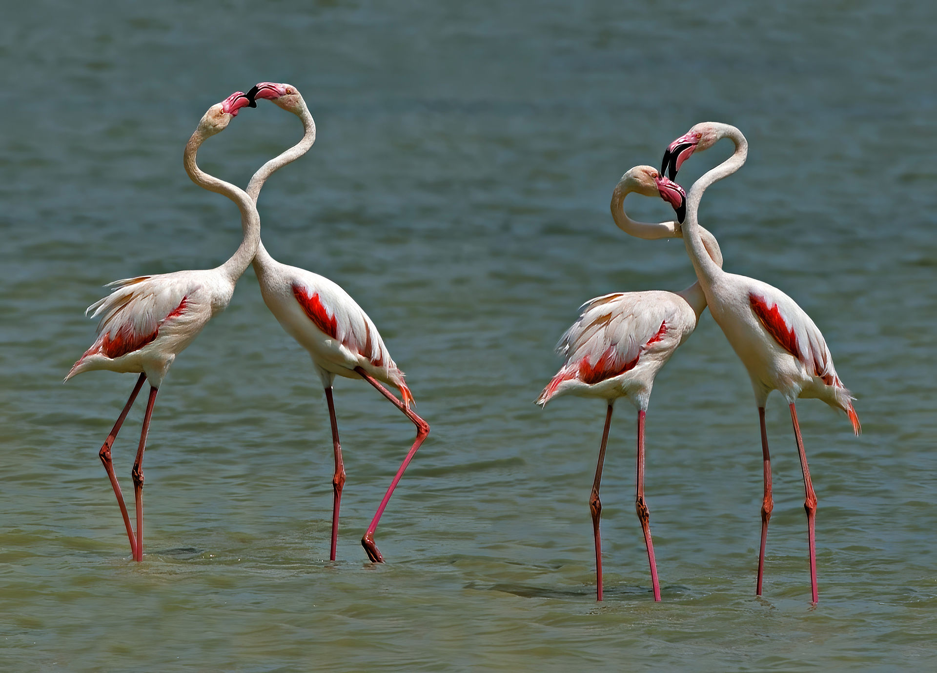 Phoenicopterus roseus