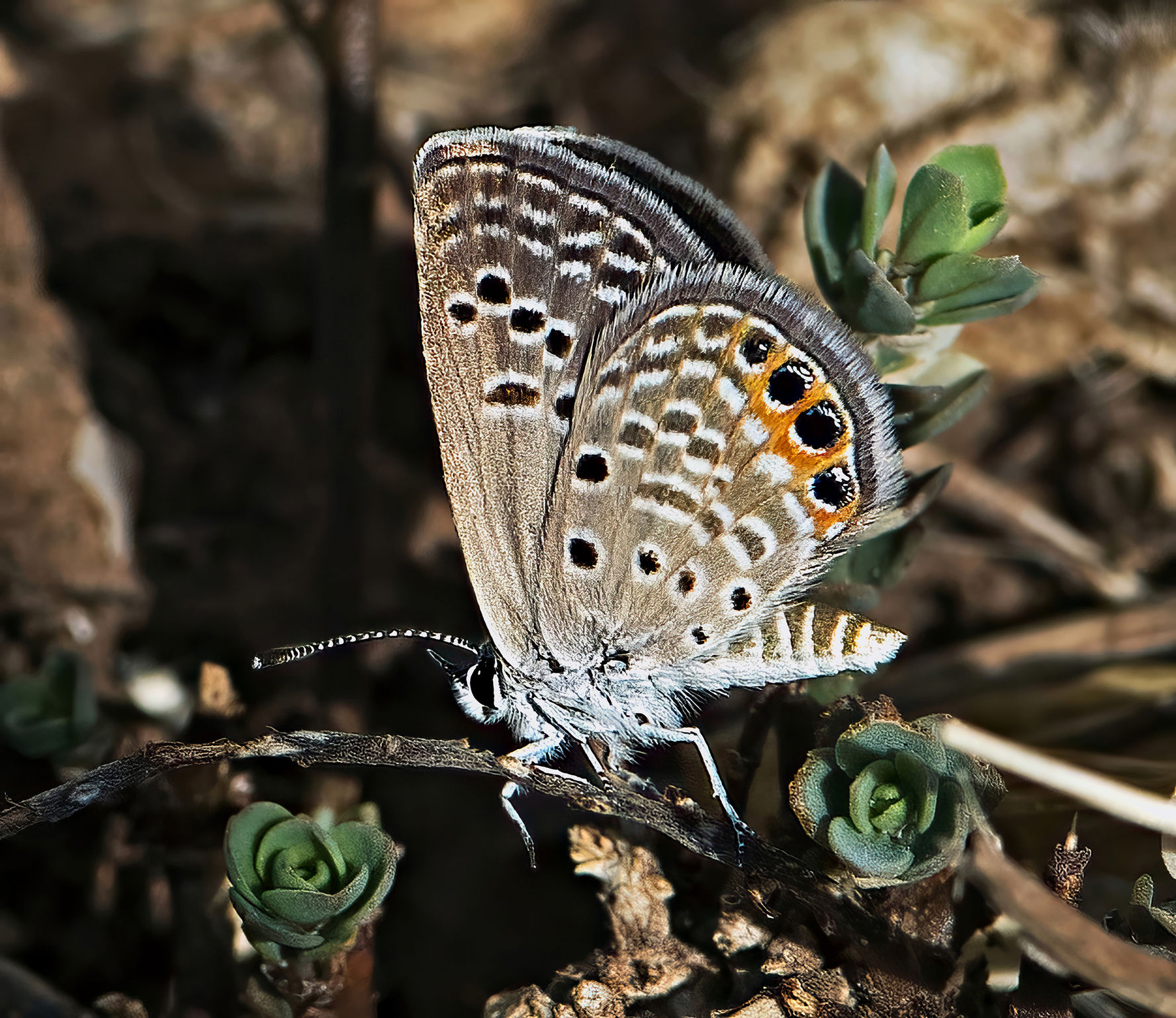 Chilades trochylus
