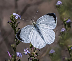 Pieris brassicae
