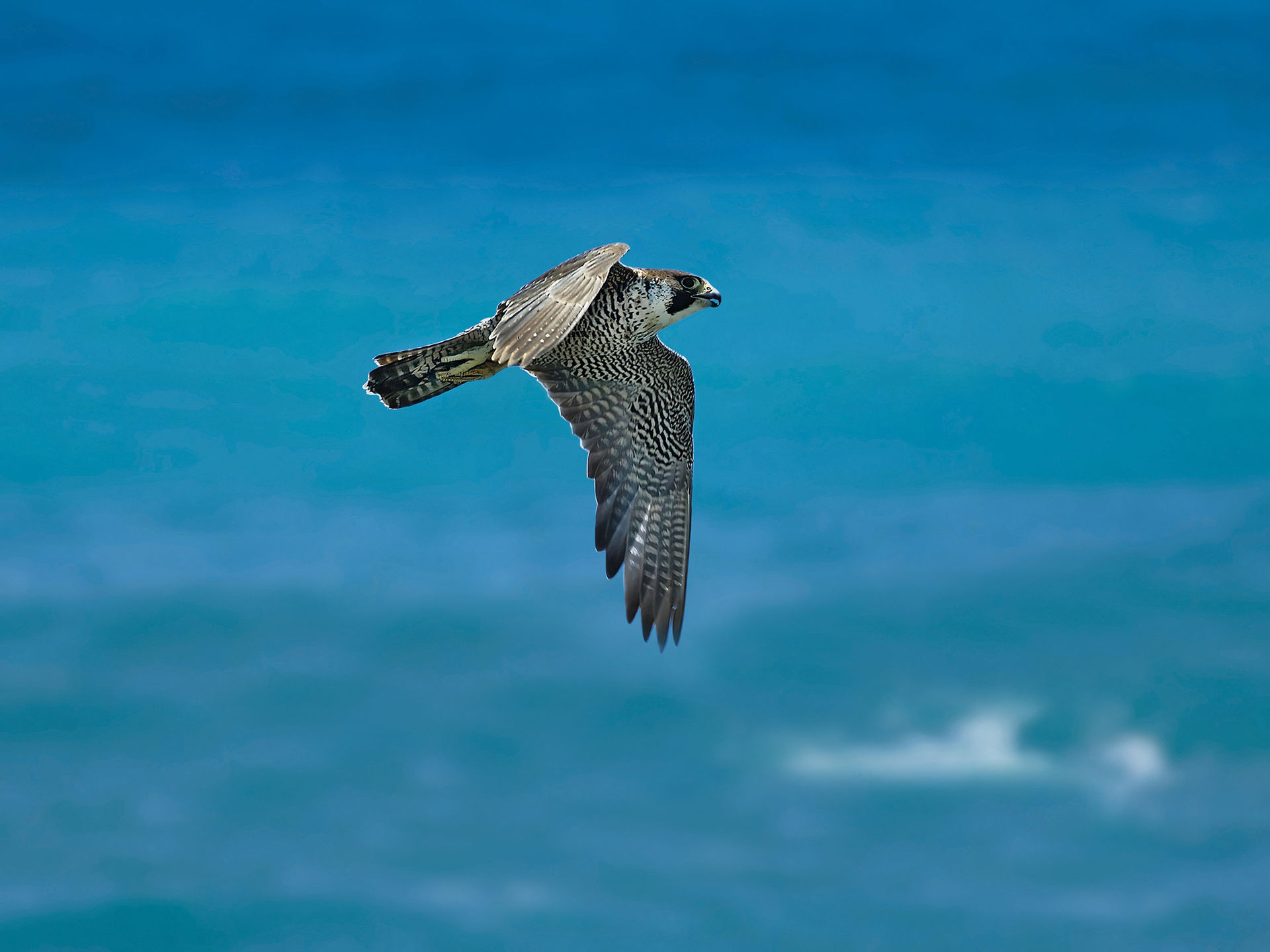 Falco peregrinus