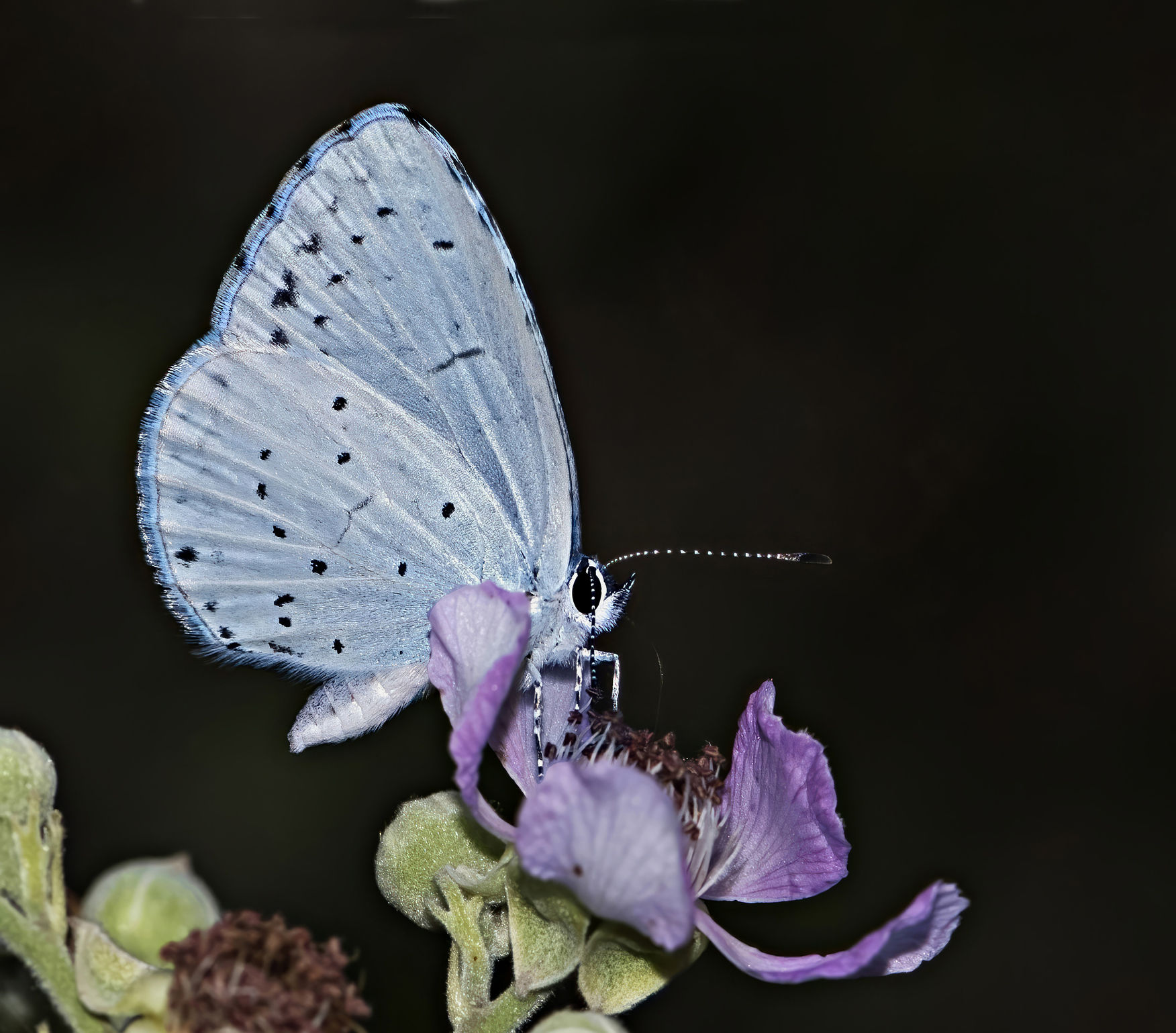 Celastrina argiolus