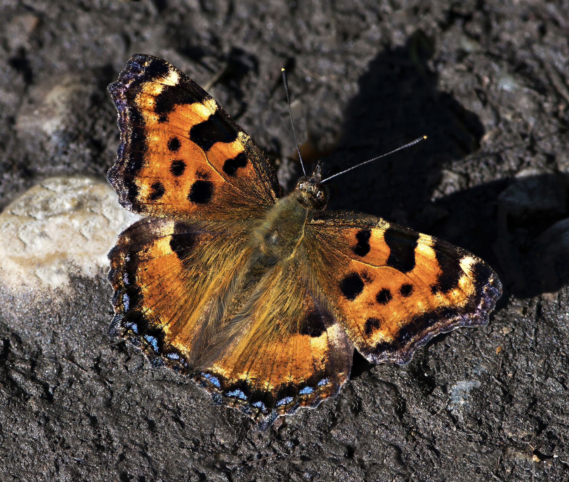 Nymphalis polychloros