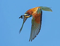 Merops apiaster