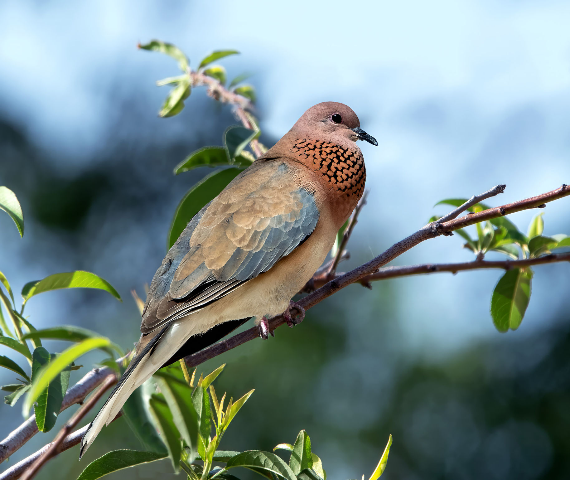 Spilopelia senegalensis