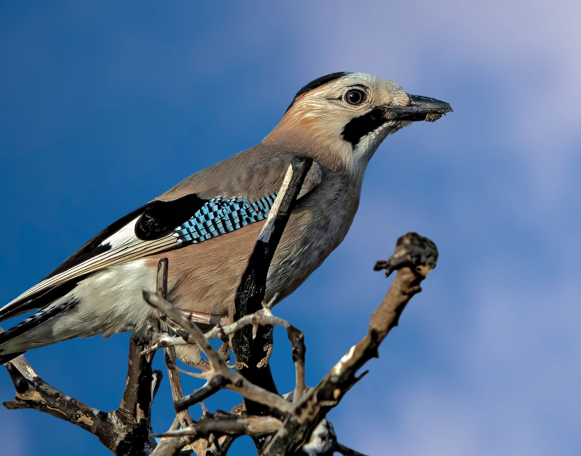 Garrulus glandarius atricapillus