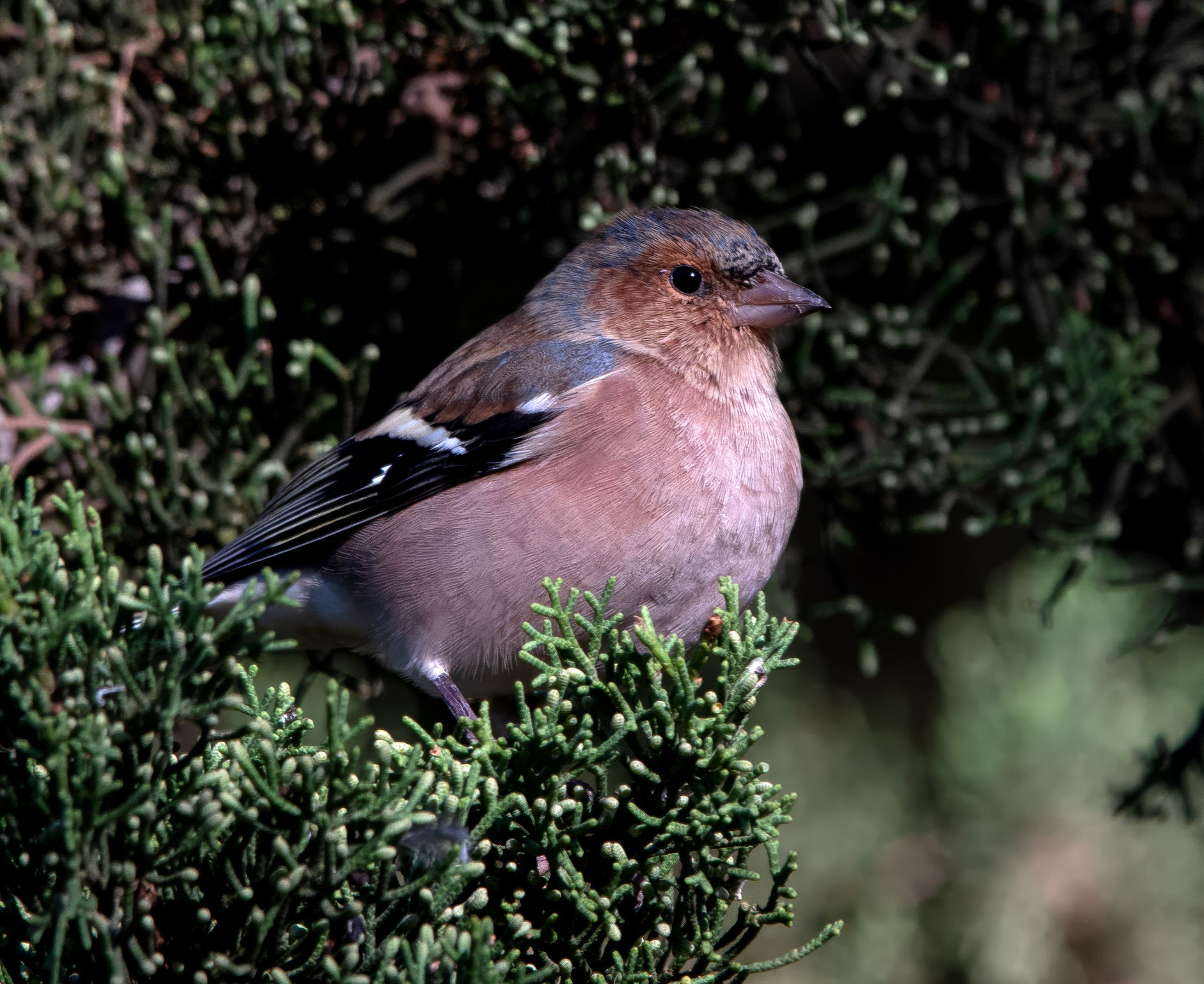 Fringilla coelebs