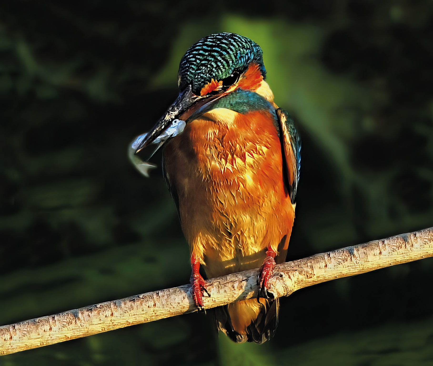 Alcedo atthis