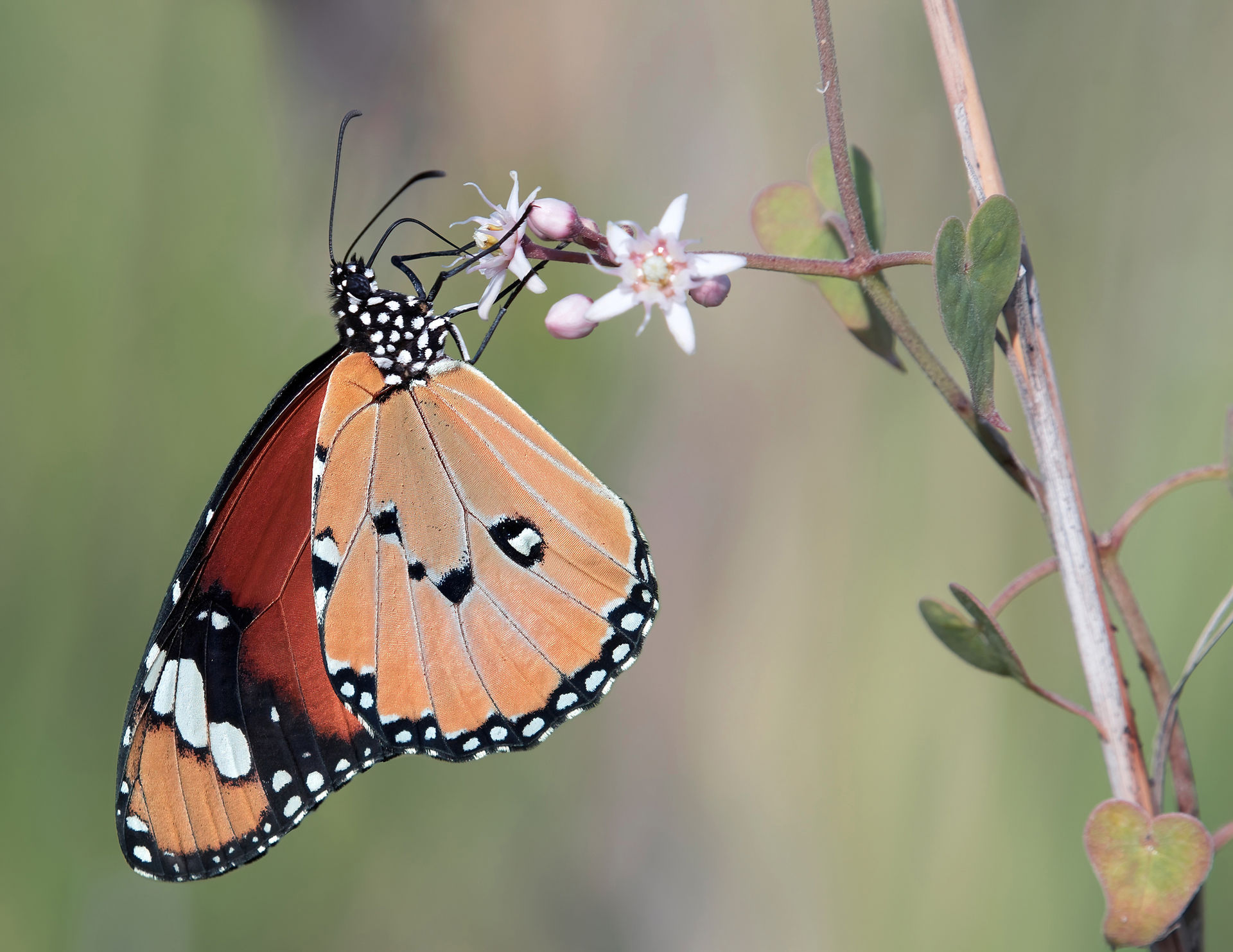Danaus chrysippus
