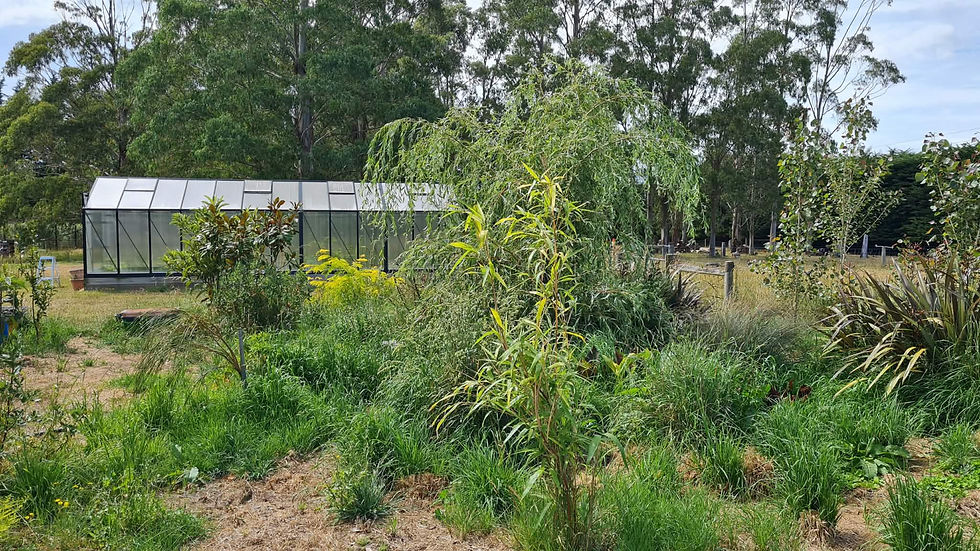 One day we won't be able to see the greenhouse through the jungle