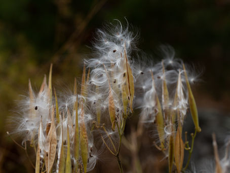 Northeast Seed Network Summer Newsletter - August 2024