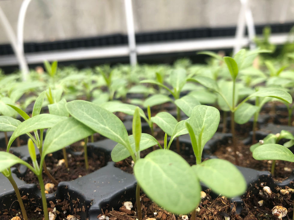 In Person: Up-potting Seedlings at the Native Seed Center