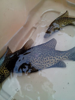 Crappie2