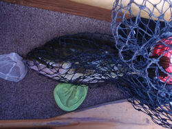 LargeMouth in net