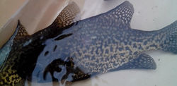 Cropped Crappie