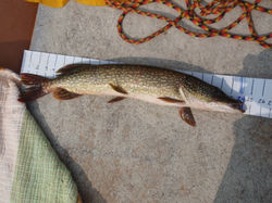 Measure Northern 24 inches