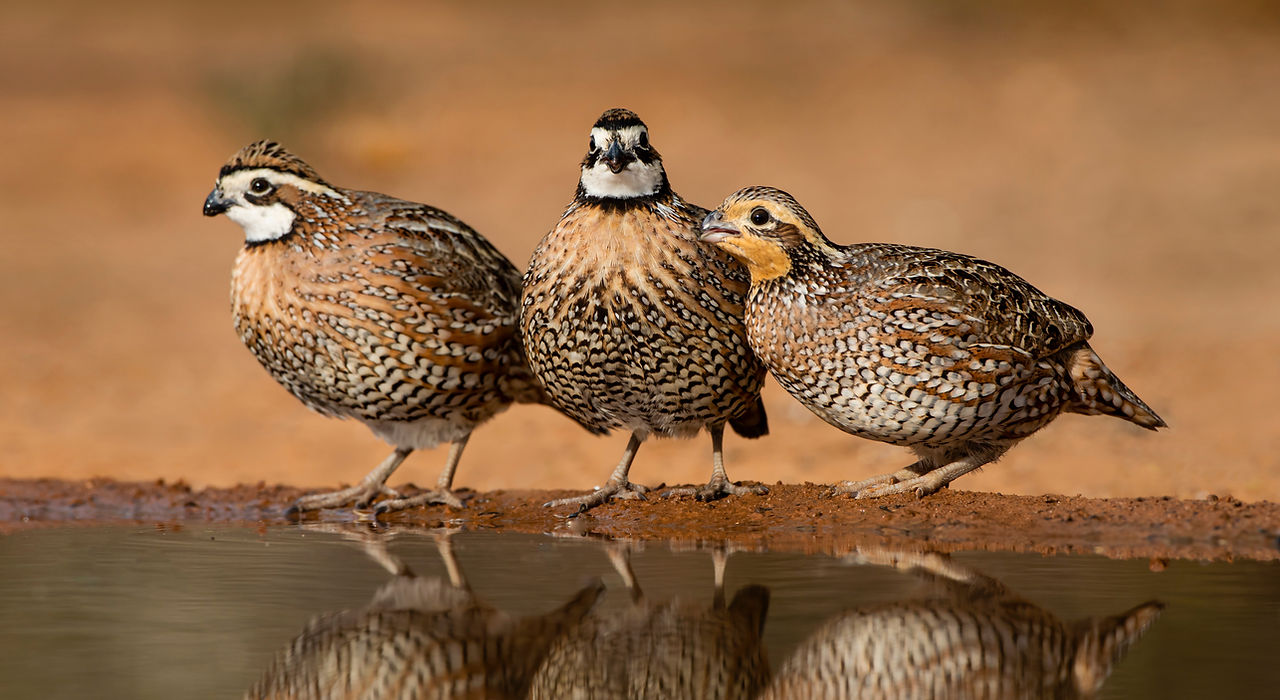 BobWhites.jpg
