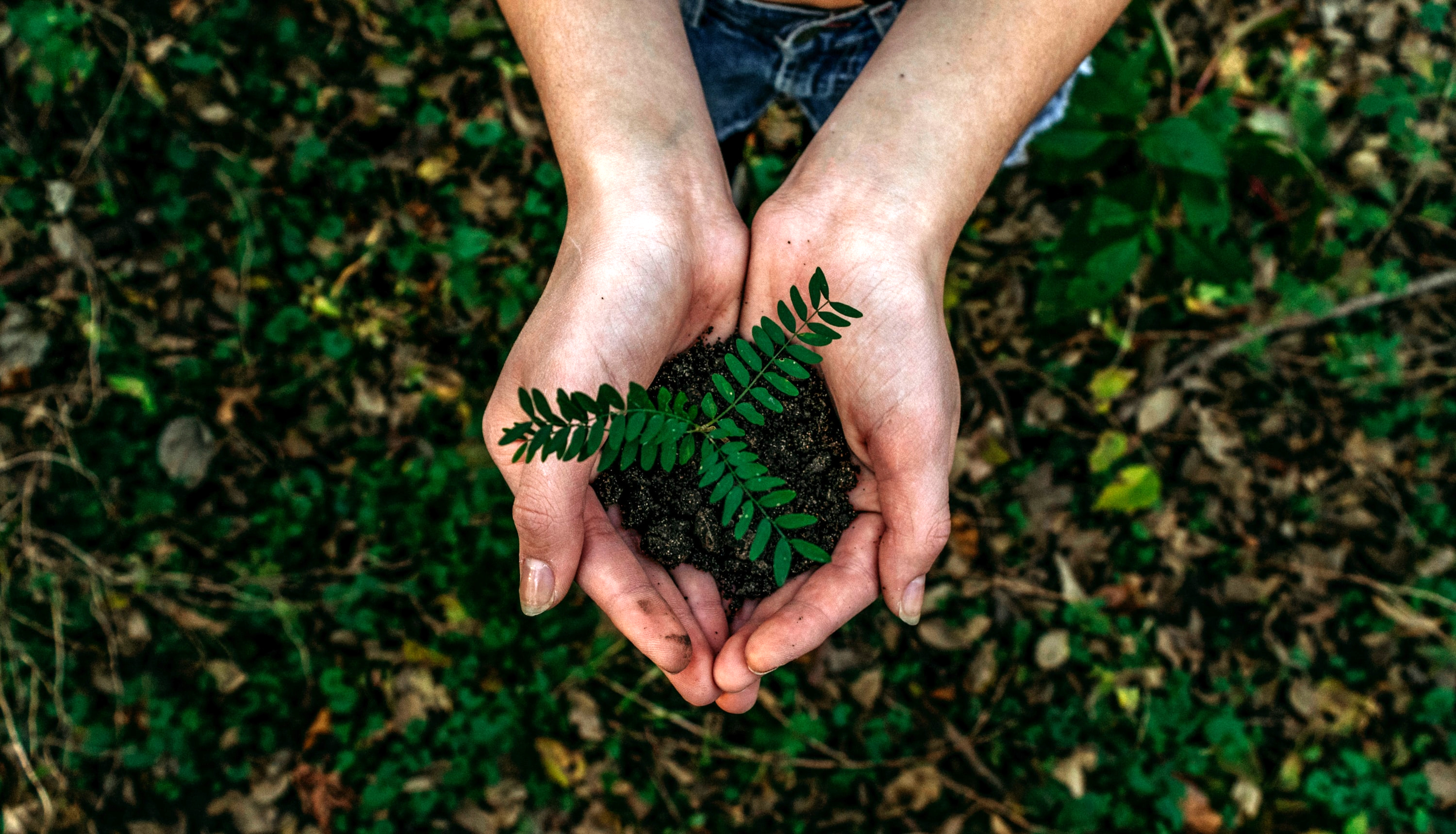 A person holding a plant in their hands