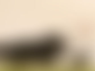 Forecast for Goat zodiac in 2026.