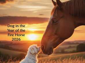 Forecast for Dog zodiac in 2026.