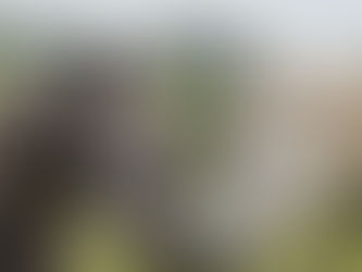 Forecast for Horse zodiac in 2026.