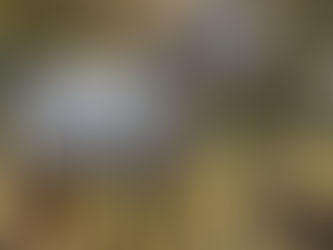 Forecast for the Rabbit zodiac in 2026.