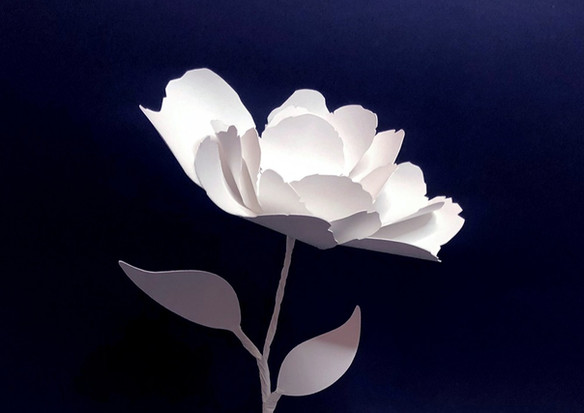 Pample Des fleurs en papier olfactif pour Dior | Pample Paper Studio