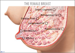 FB Female Breast 02.jpg