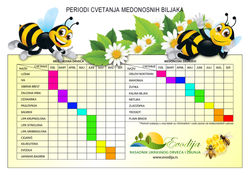 FB Bee info 01.jpg