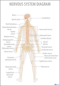 FB Nervous System 01.jpg