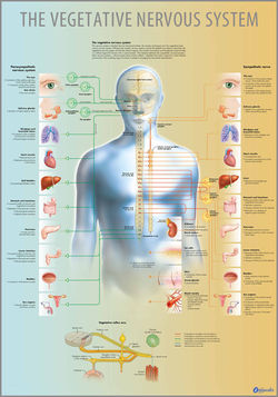 FB Vegetative Nervous.jpg
