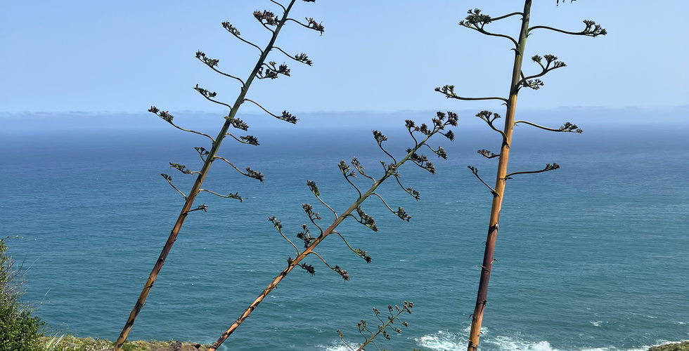 Taganana - Tamadite Beach hike in the Anaga Mountains, Tenerife, Canary Islands