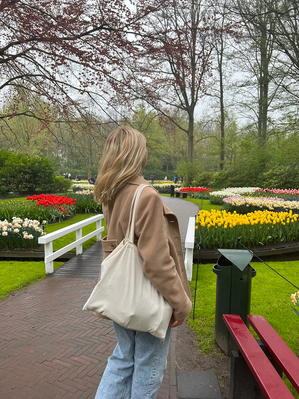 tulips in amsterdam
