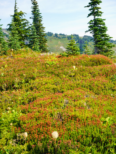 Nature seen on the Skyline Loop hike at Mount Rainier in Washington