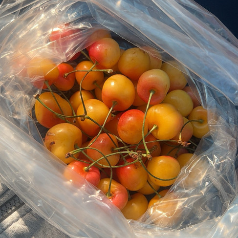 Farmers market in Washington on the way to Mount Rainier from Seattle